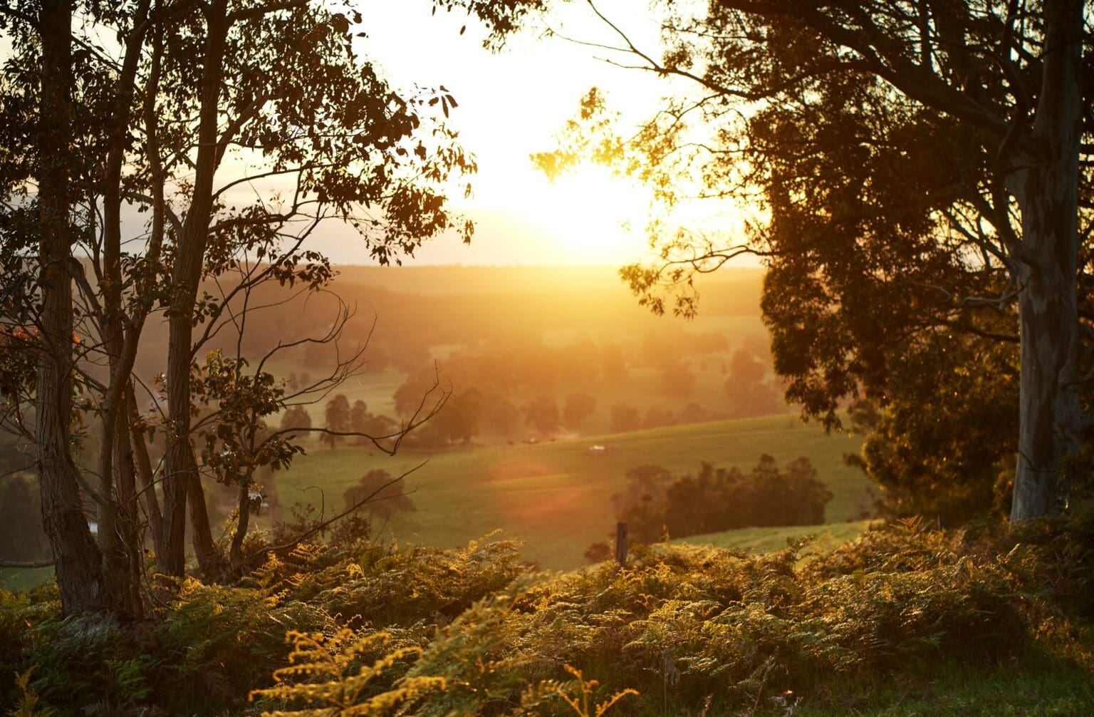 Pemberton Things To Do & See Australia's South West