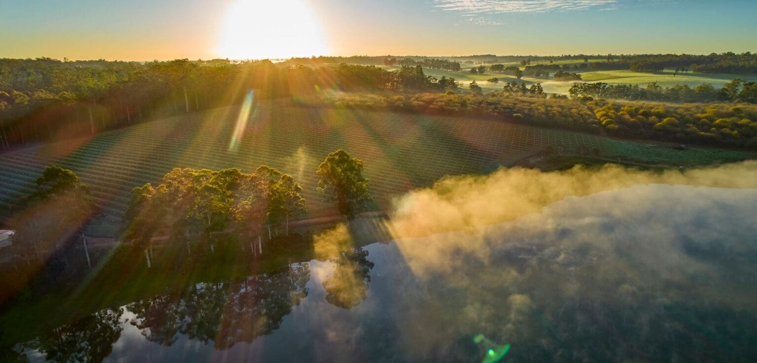 The sun rising over a vineyard and a dam