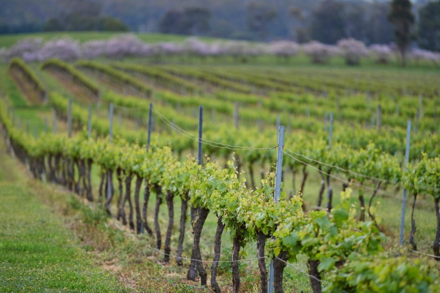 Leeuwin Estate Australia s South West