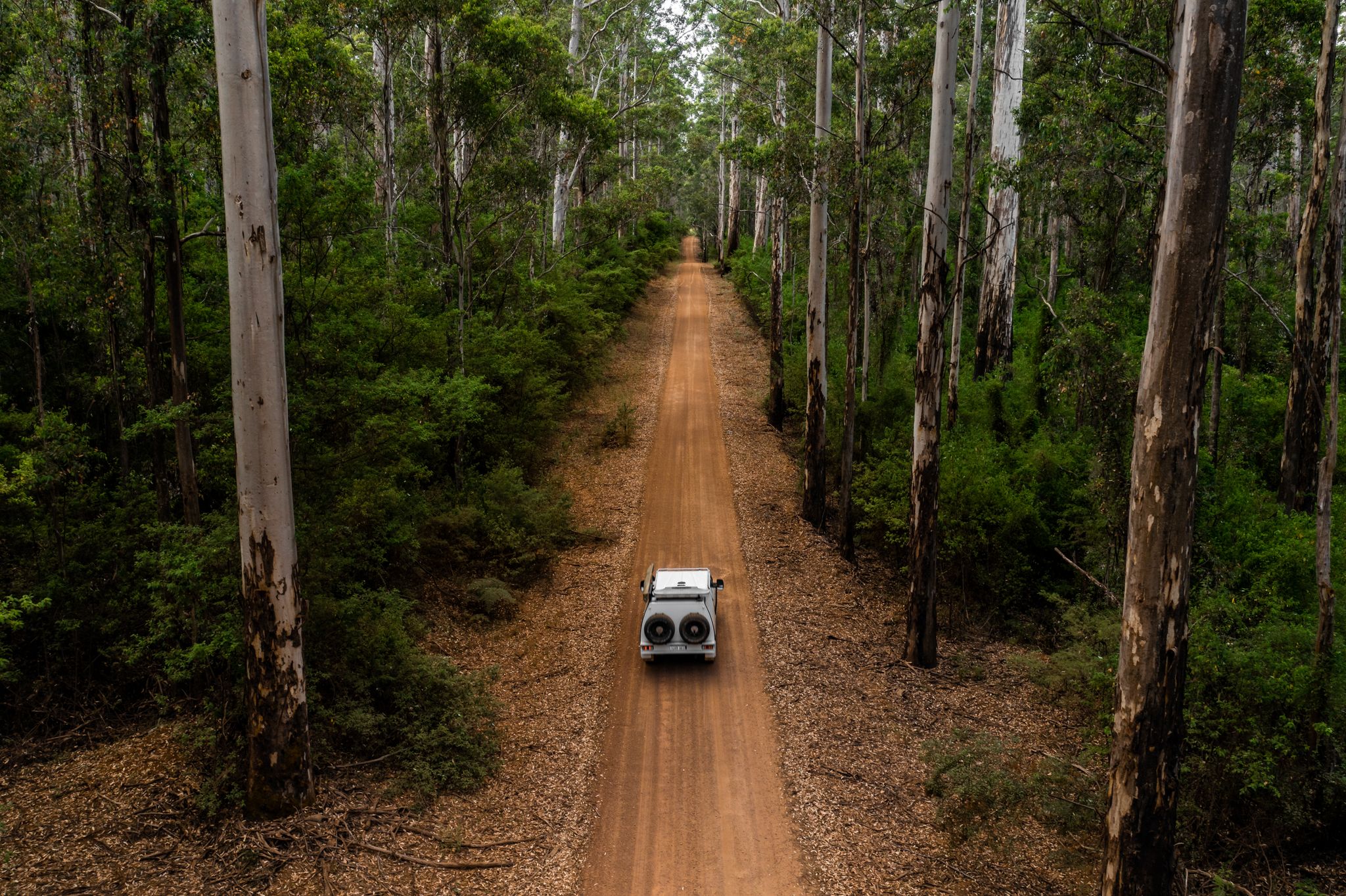 A car driving through the forest