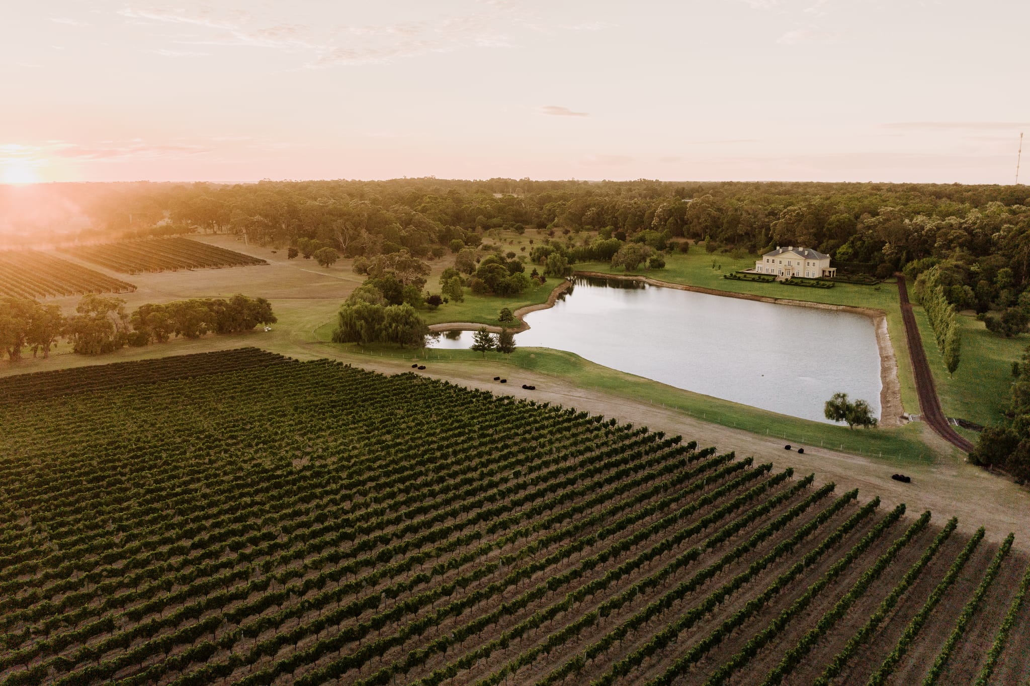 A drone shot of a vineyard with a dam