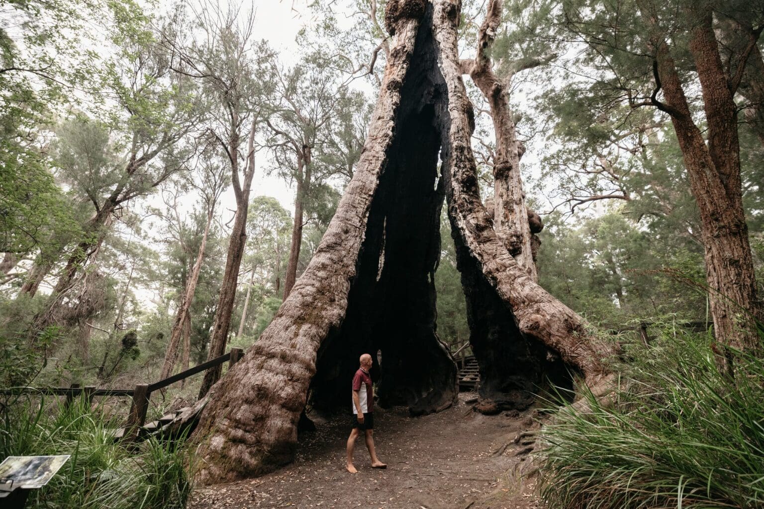 A man looking up at a giant tingle tree