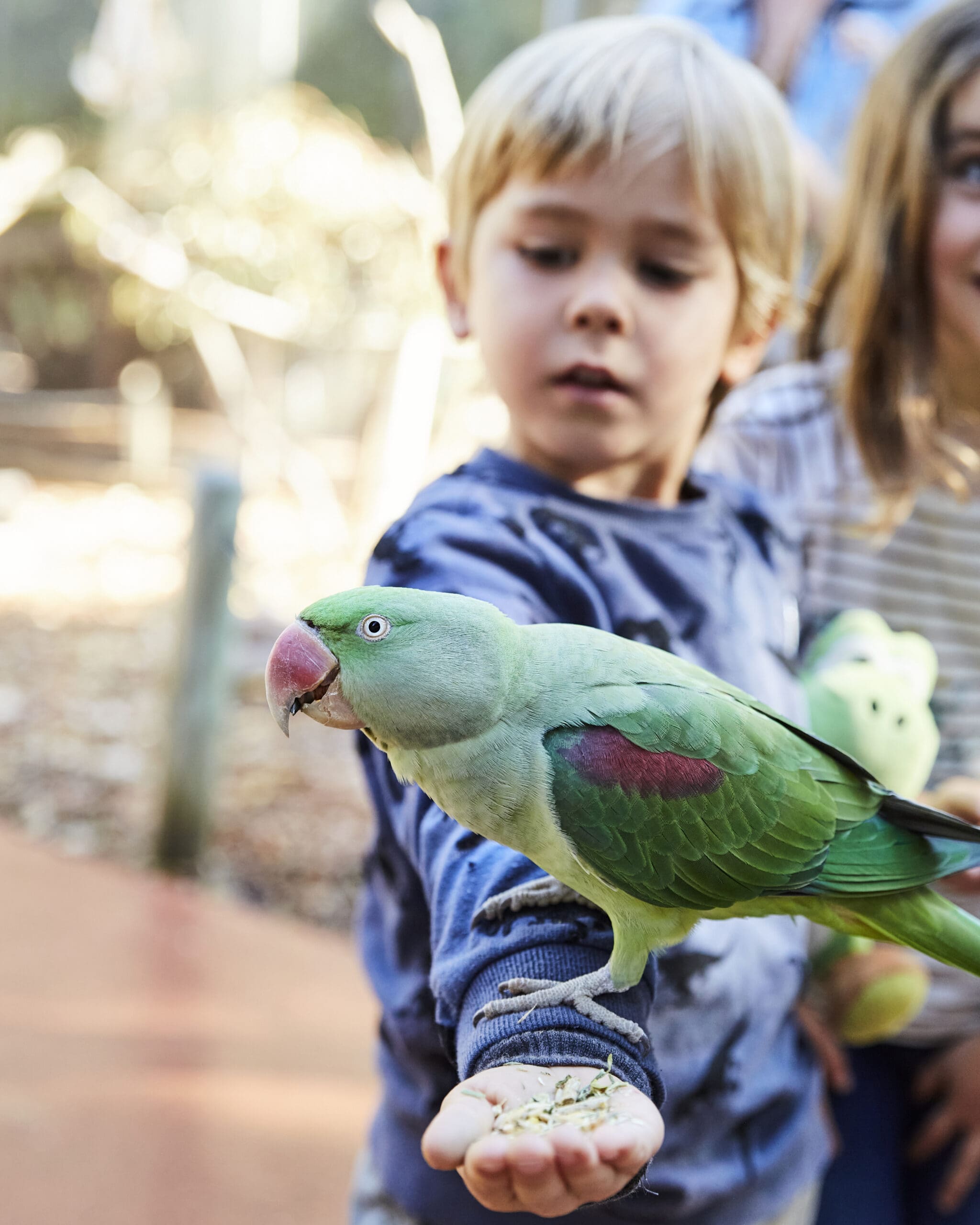 BWP bird feeding