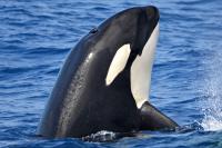 whale_watch_western_australiac_orca2