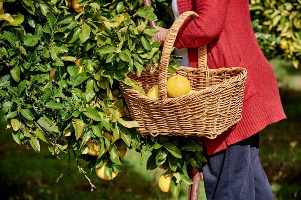 A woman picking oranges in the middle of an orchard