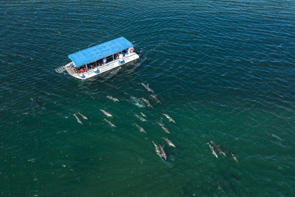 Dolphin Discovery tours boat out on the water with a pod of dolphins.